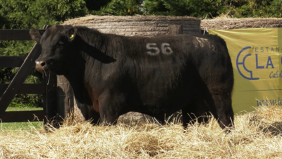 Lote TOROS ANGUS PURO CONTROLADO