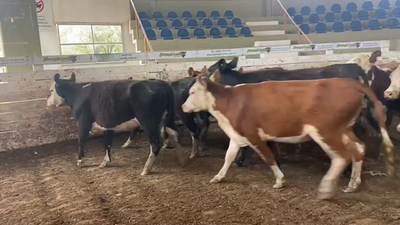Lote 11 Vacas nuevas vacias en Brandsen, Buenos Aires