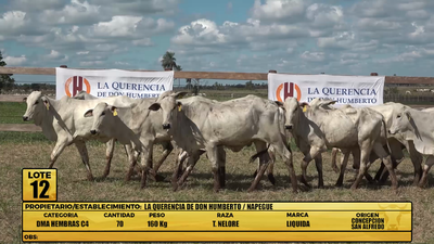 Lote LOTE 12