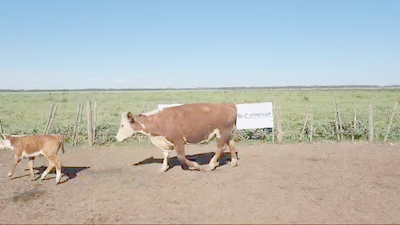 Lote 60 Vacas Medio Uso c/Cria