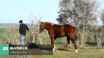 Lote Lote 22