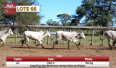 Lote Reproductores de Alborada - Lote 66