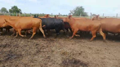 Lote 80 Vacas nuevas C/ gtia de preñez en Entre Ríos, Concepción del Uruguay