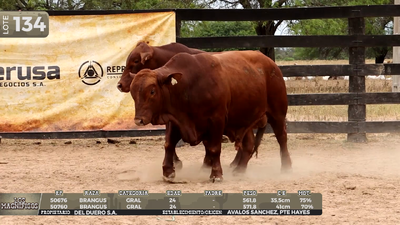 Lote LOTE 134