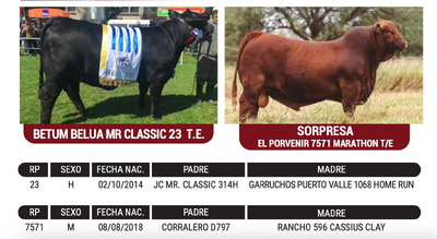 Lote "CABAÑA MANANTIAL VERDE" - MANANTIAL VERDE