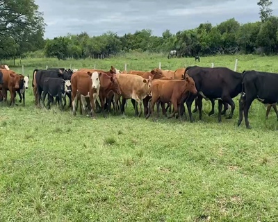 Lote 65 Terneros/as en Esquina, Corrientes