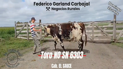 Lote TORO SN