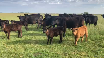 Lote 24 Vacas USADA con cría en Azul, Buenos Aires