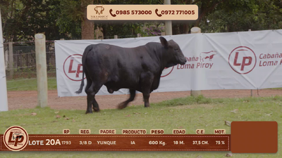 Lote MACHO
