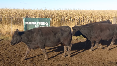 Lote 34 Vacas de invernar