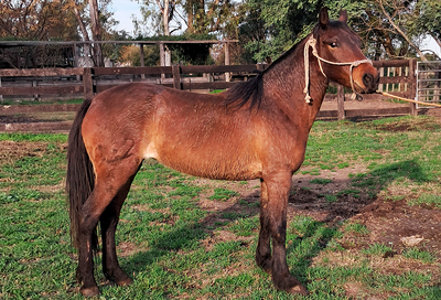 Lote Arisca Bordona