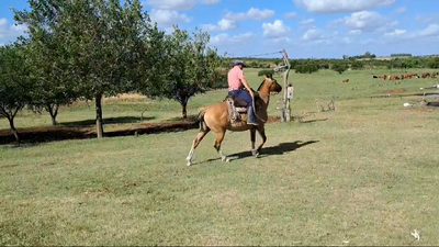 Lote YEGUA