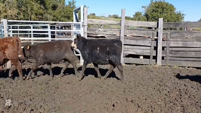 Lote TERNEROS