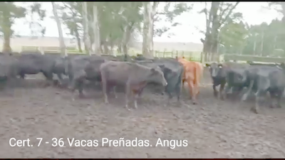 Lote (Vendido)36 Vacas preñadas 2RA - 34AA 412kg -  en PARAJE RINCON DE PEREZ, RUTA 26 KM 80, A 96 KM DE  PAYSANDU Y A 165KM DE TACUAREMBÓ.