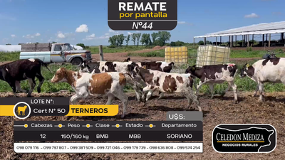 Lote 12 Terneros en Agraciada, Soriano