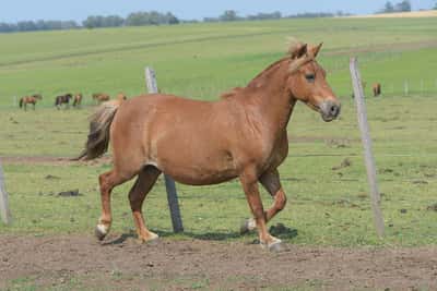 Lote Pinky
