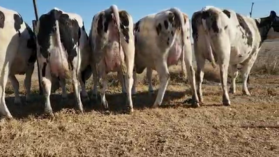 Lote Victor Pietrobon - Vaquillonas Preñadas