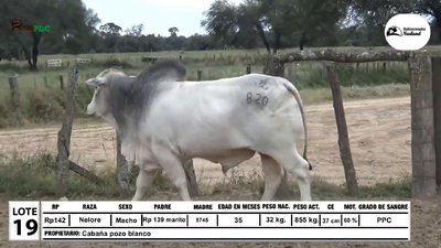 Lote Toros Nelore, Loma Plata