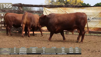 Lote LOTE 105