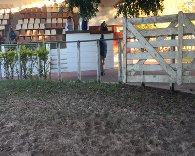 Lote 93 Terneros en Esquina, Corrientes