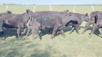  19 Vacas medio uso C/ cria en Villaguay, Entre Ríos