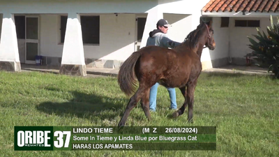 Lote Lote 37