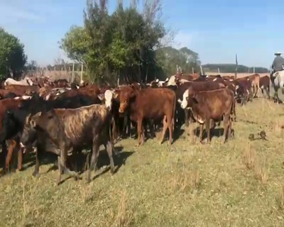 Lote 250 Novillitos en Mburucuyá, Corrientes
