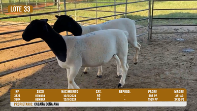 Lote LOTE 33 - DESTACADO