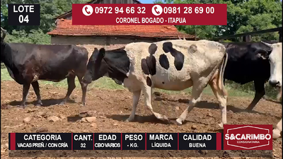 Lote 32 Vacas preñadas c/ cría
