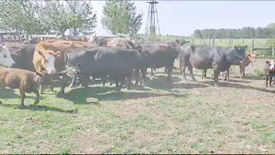 Lote 21 Vacas USADAS con cría en Magdalena, Buenos Aires
