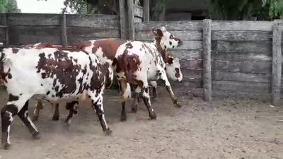 Lote VAQUILLONAS PI
