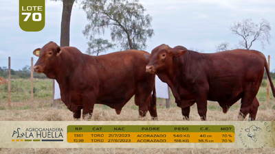 Lote LOTE 70
