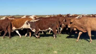 Lote 119 Novillos