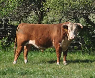 Lote PEDIGREE DE 3 AÑOS