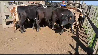 Lote 10 Novillos No - Aa - Cr en Chamizo