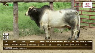 Lote Machos BRAHMAN en Pioneros del Chaco S.A.