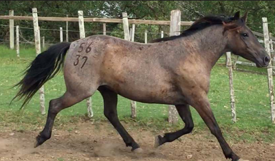 Lote Naranjillo La Invernada