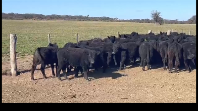 Lote 60 TERNEROS