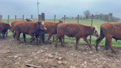 Lote 38 Novillos 1 a 2 años en Tres Cerros, Artigas