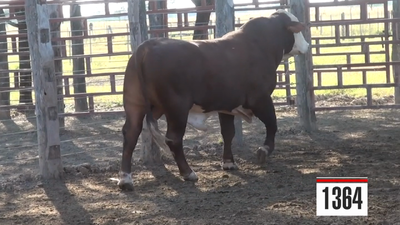 Lote Braford