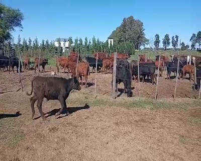 Lote 30 Terneros en Viamonte, Córdoba