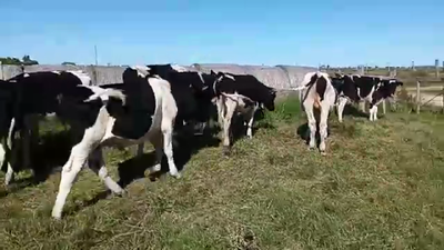Lote 10 Terneros HOLANDO 170kg - , San José