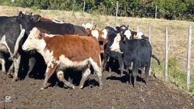 Lote TERNERAS