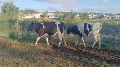 Lote VAQUILLONAS ENTORADAS HOLANDO