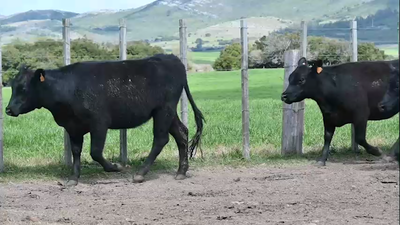 Lote Cabaña Manchega - Vaquillonas SA - DL - 2D