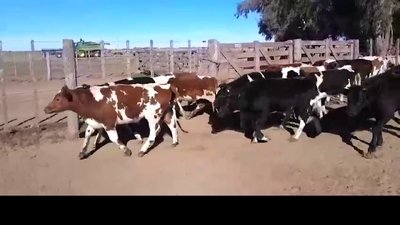 Lote 20 TERNEROS