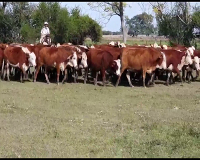 Lote 70 Vaquillonas preñadas en San Justo, Santa Fe