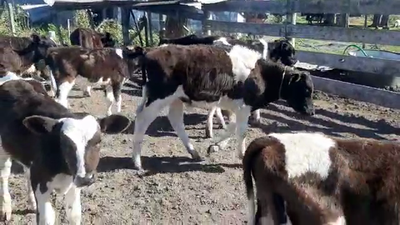 Lote 17 Terneros HOLANDO 130kg - , San José