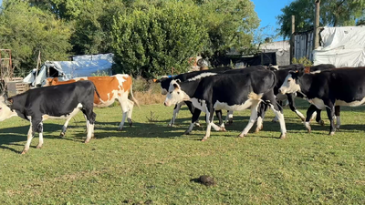 Lote NOVILLOS Y VAQUILLONAS 1a2 AÑOS