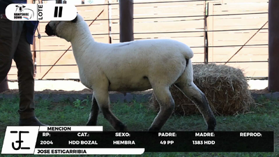 Lote LOTE 11- BOZAL